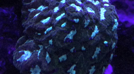 Favites Luminescent Green ultra S