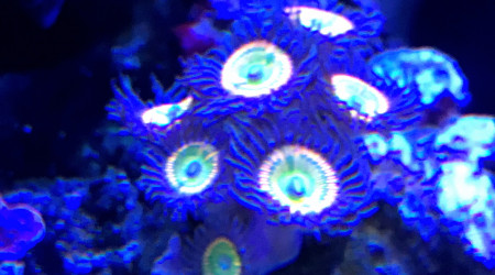 Zoanthus Sunny D