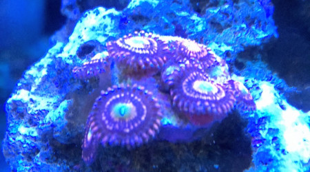 Zoanthus Alien Antinvenom ultra