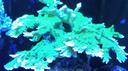 Montipora stellata Vert