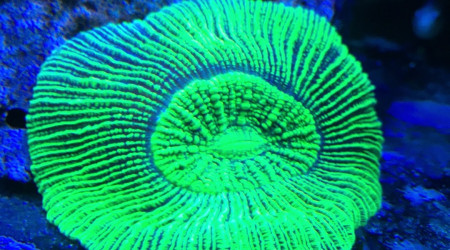 Trachyphyllia geoffroyi