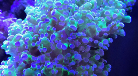 Euphyllia paradivisa