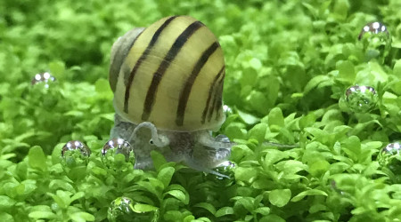 Passion pour les bulles