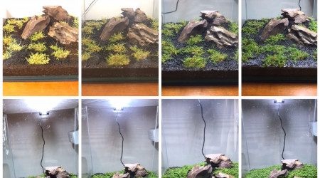 Timelapse de la plante hemianthus callitrichoides (hemianthus callitrichoides cuba (hcch)