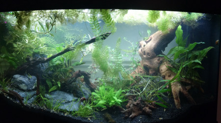 A ce moment on voyait les pierres et la grosse racine