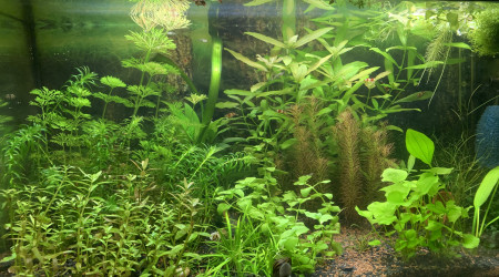 aquarium 60L crevette