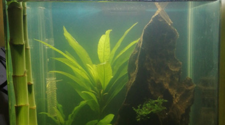 aquarium Nano cube dennerle 10L