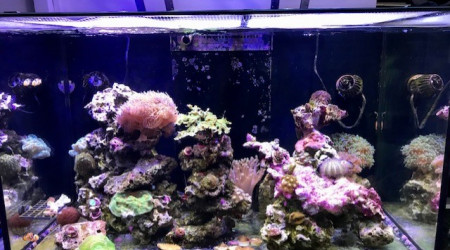 aquarium Reefer 250