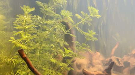 Prise en compte du courant