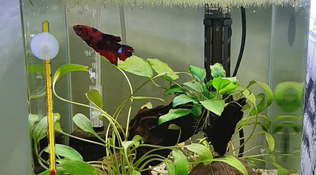 aquarium Betta1 Ouisti