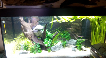 Pas de tanin due à la racine !