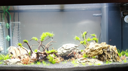 aquarium Juwel Rio 125 - Aquascaping