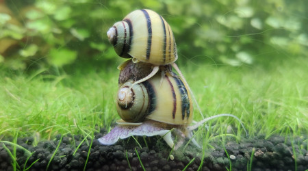 Troupeau d'Asolènes