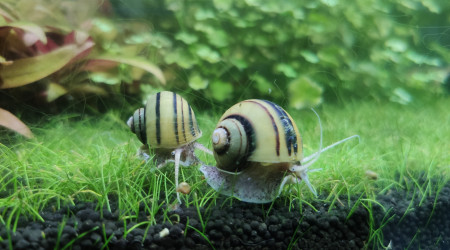 Troupeau d'Asolènes