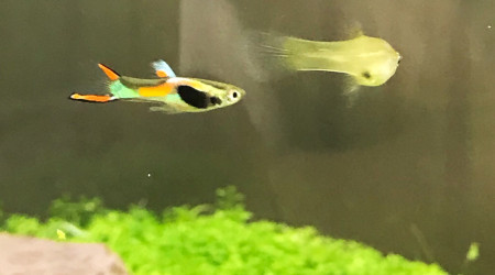 Guppy endler
