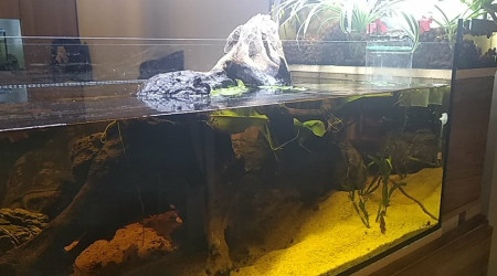 aquarium 240L Amazonien Aquaponie