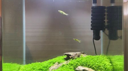 Dennerle Nanocube 30L