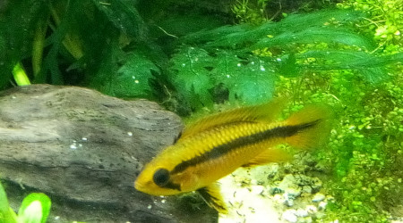 Apisto Agassizii