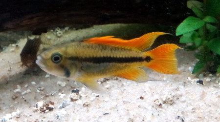 Apisto Agassizii