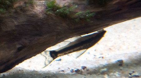 Otocinclus Affinis