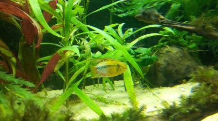 Apisto Hongsloi