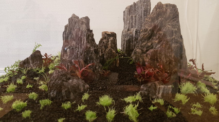 Mise en place des plantes