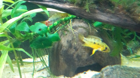 Apisto Hongsloi en robe nuptiale