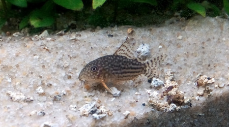 Corydoras Sterbai