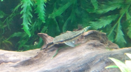 Otocinclus Affinis