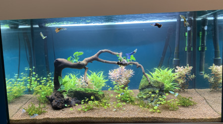 aquarium Communautaire 120