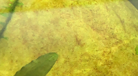 Petit jeu : trouvez toutes les juvéniles