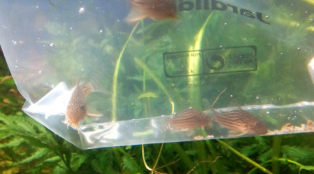 4 nouveaux  Corys Sterbai