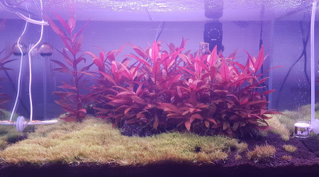 Après 15 jours de mise en eau