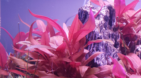 Les alternanthera qui bullent