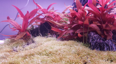 Les Eriocaulon Cinerum