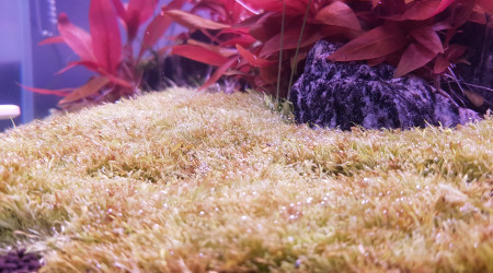 L'Utricularia Gaminifolia tondue