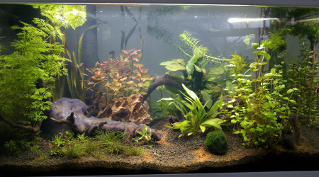 Changement de place de la ludwigia