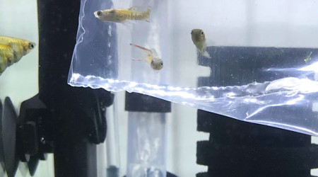 3 nouveaux guppy Endler en acclimatation.
