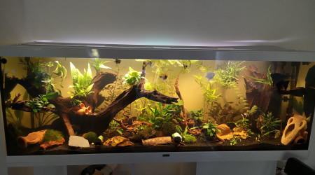 aquarium Amazonien
