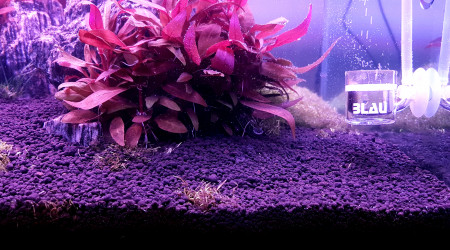 Nettoyage et préparation pour replanter.