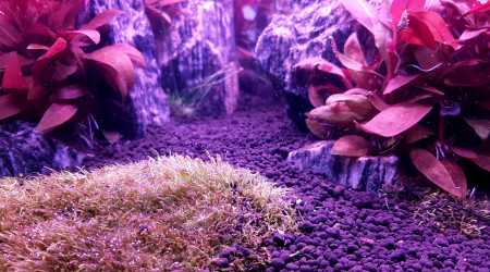 Nettoyage et préparation pour replanter.