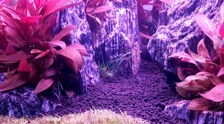 Nettoyage et préparation pour replanter.