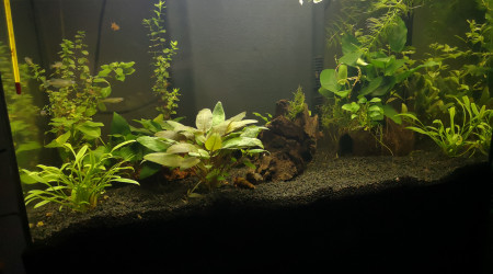 aquarium Aqua60