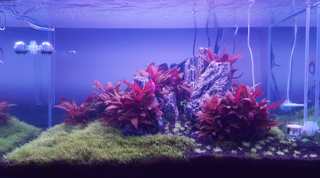 Ajout de 3 pots d'utricularia graminifolia