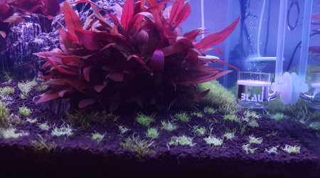 Ajout de 3 pots d'utricularia graminifolia