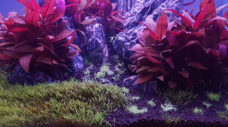 Ajout de 3 pots d'utricularia graminifolia