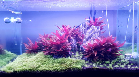 5 jours après l'ajout de 3 pots d''Utricularia graminifolia