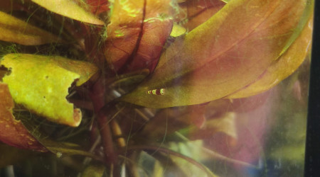 Premier bébé Red Crystal