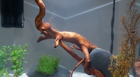 Commencement du réaménagement de l'environnement du bac  à crevettes