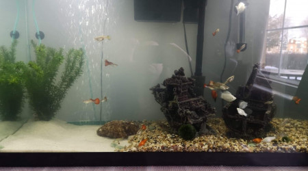 Aquarium complet